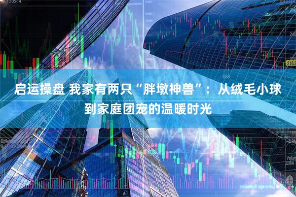 启运操盘 我家有两只“胖墩神兽”：从绒毛小球到家庭团宠的温暖时光